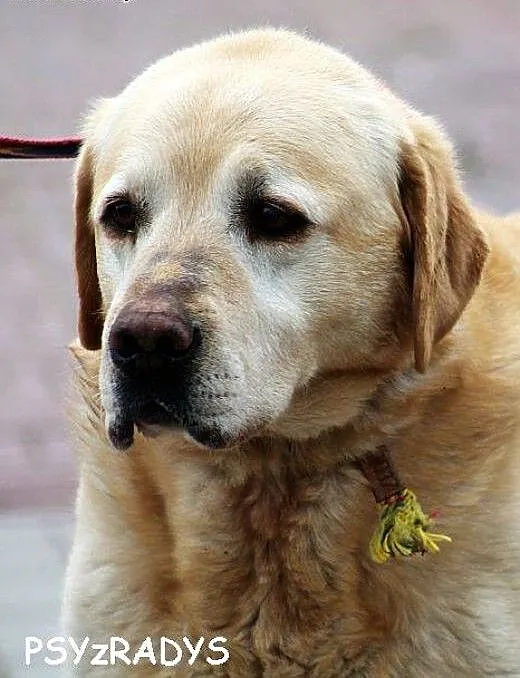 Ringo -labrador szuka domu, warmińsko-mazurskie O