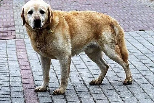 Ringo -labrador szuka domu,  warmińsko-mazurskie O