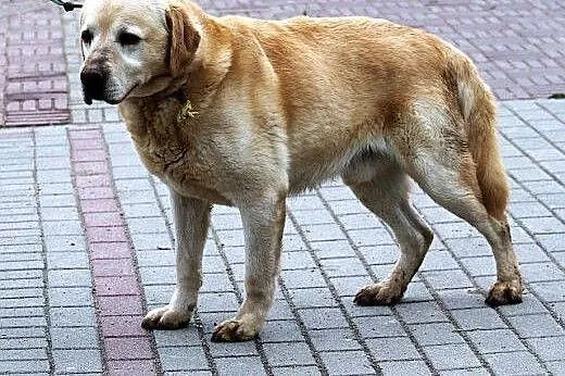 Ringo -labrador szuka domu,  warmińsko-mazurskie O