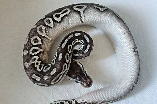 Pyton królewski pewter het albino CB25
