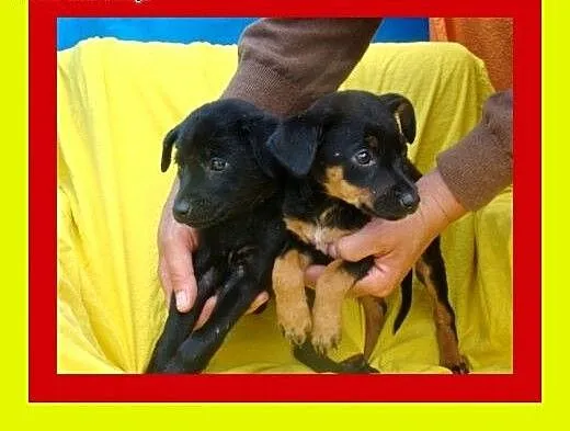 2miesięczne,malutkie,słodkie szczeniaczki szukają