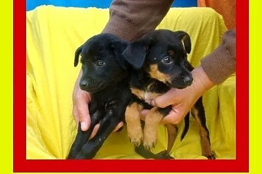 2miesięczne,malutkie,słodkie szczeniaczki szukają 