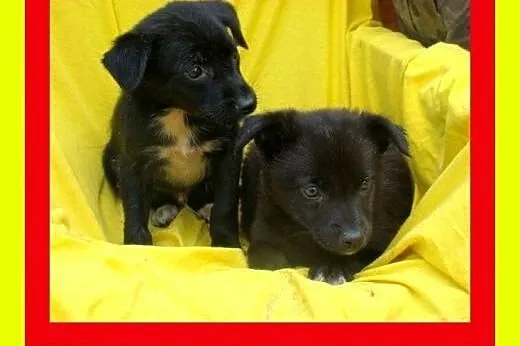 2miesięczne,malutkie,słodkie szczeniaczki szukają 