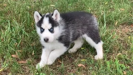 Wunderschöne Siberian Husky Welpen... Kontaktieren Sie mich per, , Darmoszewo
