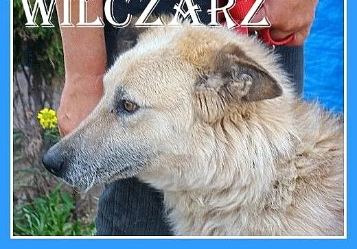 WILCZARZ-duży,przyjazny,czujny,odważny pies,szczep