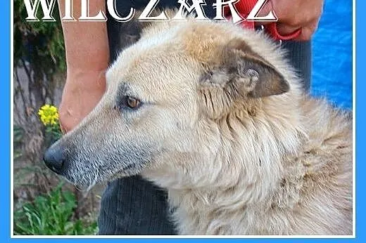 WILCZARZ-duży,przyjazny,czujny,odważny pies,szczep
