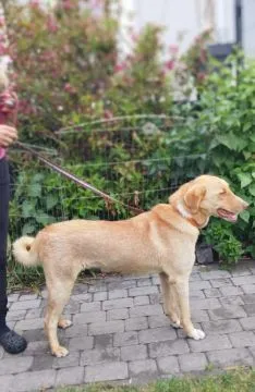 Skini - młody, wesoły, wychowany psiak!  Skini, zaledwie 12 miesięczny, cudem uratowany psiak.  Przyjazny, wychowany słodziak do pokochania, , Katowice