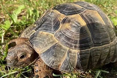SPRZEDAM ŻÓŁWIA LĄDOWEGO, Mazowieckie, Grodzisk Mazowiecki