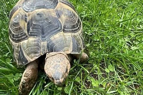 SPRZEDAM ŻÓŁWIA LĄDOWEGO, Mazowieckie, Grodzisk Mazowiecki