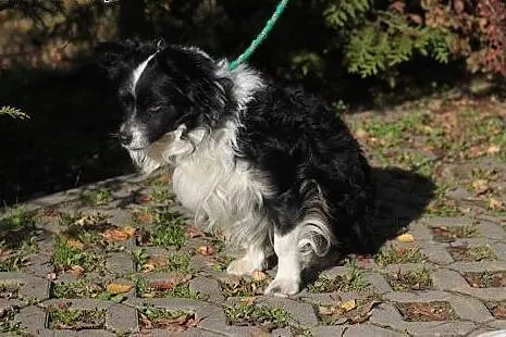 Jego opiekunka zmarła, został sam!,  mazowieckie W