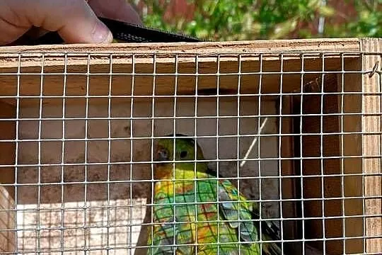Świergotka seledynowa, Kujawsko-pomorskie, Wąbrzeźno