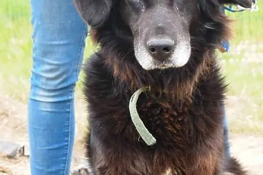Schronisko w Gaju-Murzyn