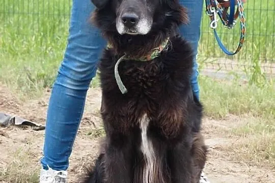Schronisko w Gaju-Murzyn