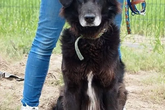 Schronisko w Gaju-Murzyn