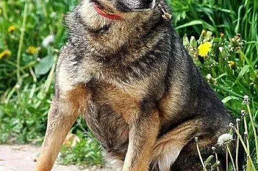 FINKA poczciwa sunia samotna od lat,  mazowieckie 