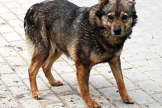 FINKA poczciwa sunia samotna od lat,  mazowieckie 