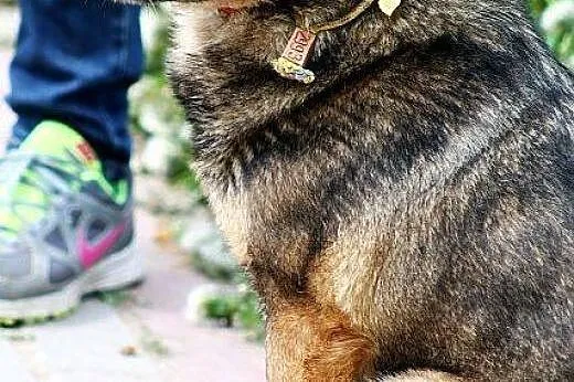 FINKA poczciwa sunia samotna od lat,  mazowieckie 