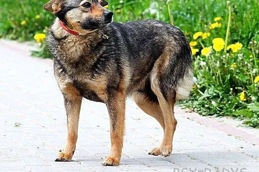 FINKA poczciwa sunia samotna od lat,  mazowieckie 