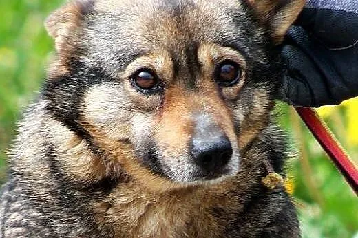 FINKA poczciwa sunia samotna od lat,  mazowieckie 