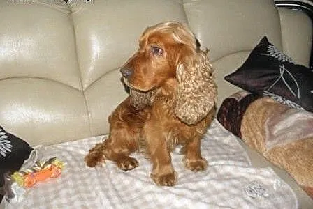Spaniel Rambi,czeka na uśmiech losu., śląskie Kat