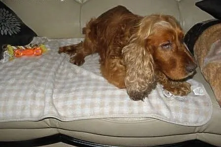 Spaniel Rambi,czeka na uśmiech losu.,  śląskie Kat