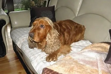 Spaniel Rambi,czeka na uśmiech losu.,  śląskie Kat