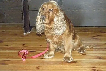 Spaniel Rambi,czeka na uśmiech losu.,  śląskie Kat
