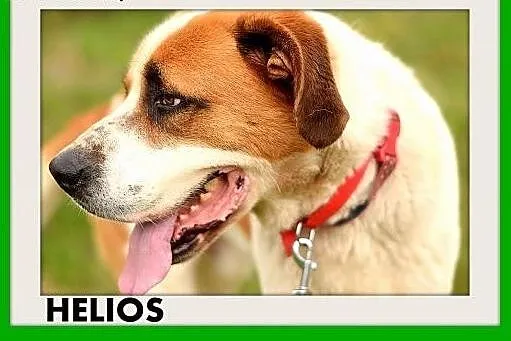 50kg,bernardyn mix,młody,przyjazny pies HELIOS.Ado