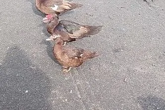 Kaczki pizmowe, , Łęczna