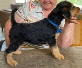 Szczeniak airedale terrier potrzebuje nowego domu, skontaktuj się ze mną.