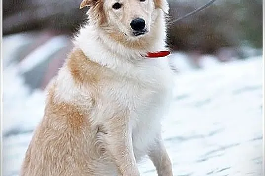 Rysiu-młodziutki,lubi dzieci,mix golden.Adopcja.