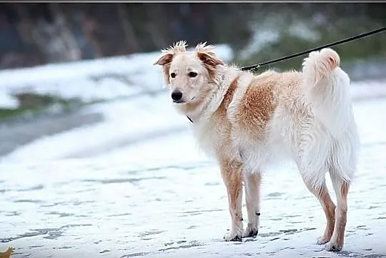 Rysiu-młodziutki,lubi dzieci,mix golden.Adopcja.