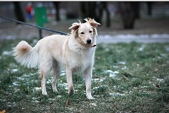 Rysiu-młodziutki,lubi dzieci,mix golden.Adopcja.