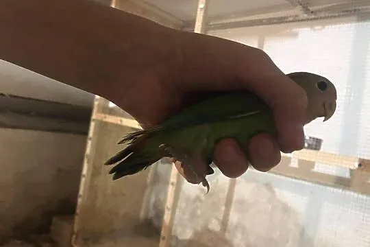 Papuga nierozłączka młoda częściowo oswojona, Skawina