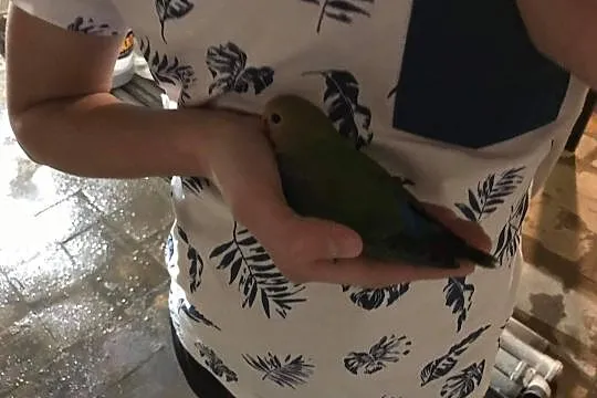 Papuga nierozłączka młoda częściowo oswojona, Skawina