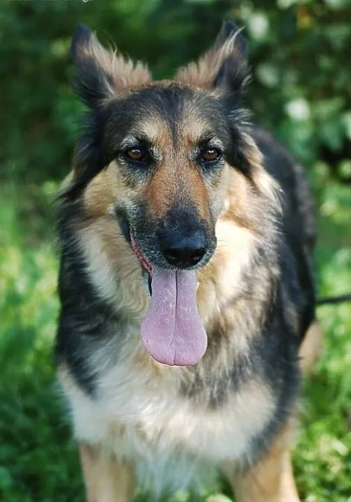 Carmen -mix collie i owczarek, mazowieckie Warsza