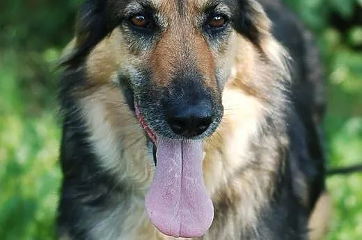 Carmen -mix collie i owczarek, mazowieckie Warszawa