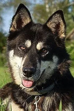Halszka, młoda suczka w typie HUSKY, przyjazna i w
