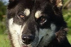 Halszka, młoda suczka w typie HUSKY, przyjazna i w