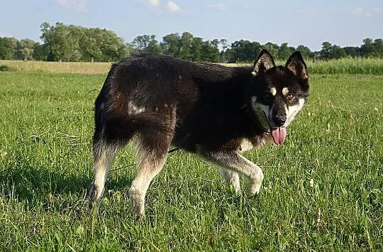 Halszka, młoda suczka w typie HUSKY, przyjazna i w