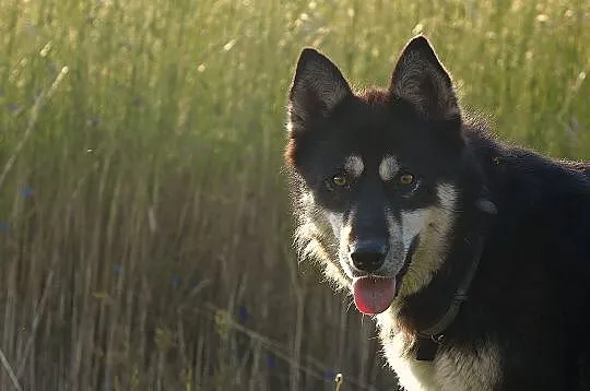 Halszka, młoda suczka w typie HUSKY, przyjazna i w
