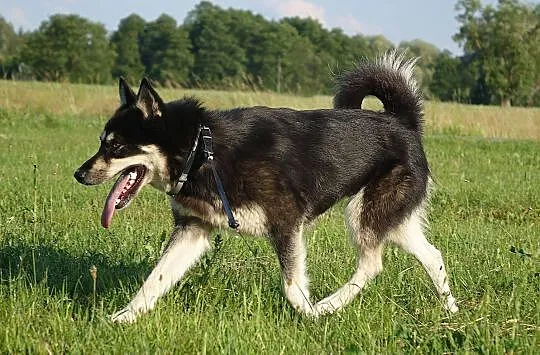 Halszka, młoda suczka w typie HUSKY, przyjazna i w