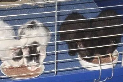 Gapowicze z PKP - śliczne kociaki do adopcji!!!!!,