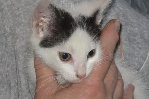 Gapowicze z PKP - śliczne kociaki do adopcji!!!!!,