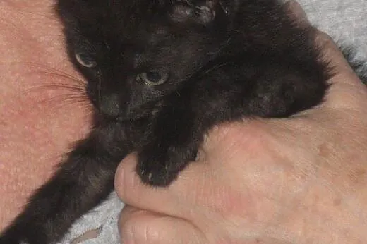 Gapowicze z PKP - śliczne kociaki do adopcji!!!!!,
