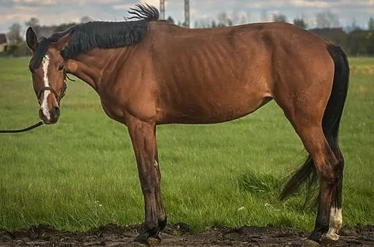 Urodziwa klacz niemiecka, , 
