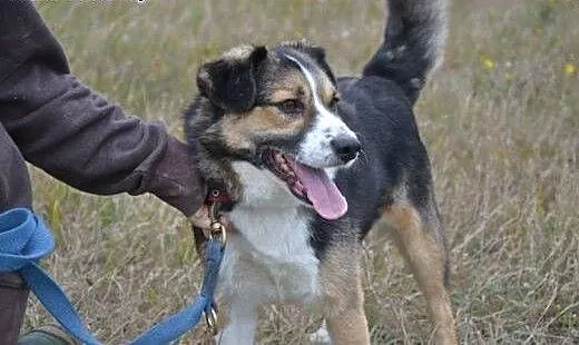 Zenek poleca się do adopcji. Czy pokochasz Zenka?,