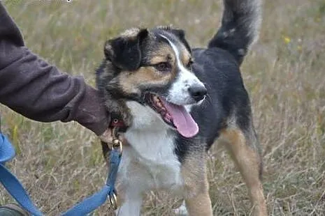 Zenek poleca się do adopcji. Czy pokochasz Zenka?,