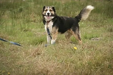 Zenek poleca się do adopcji. Czy pokochasz Zenka?,