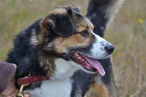 Zenek poleca się do adopcji. Czy pokochasz Zenka?,